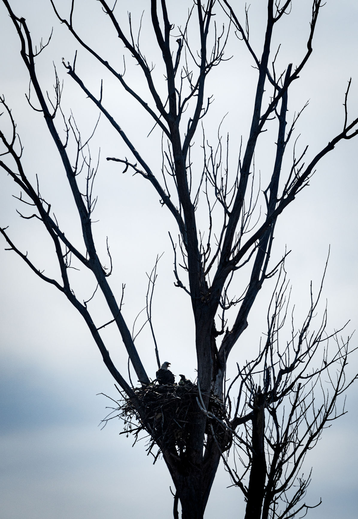 Eagles causing a stir